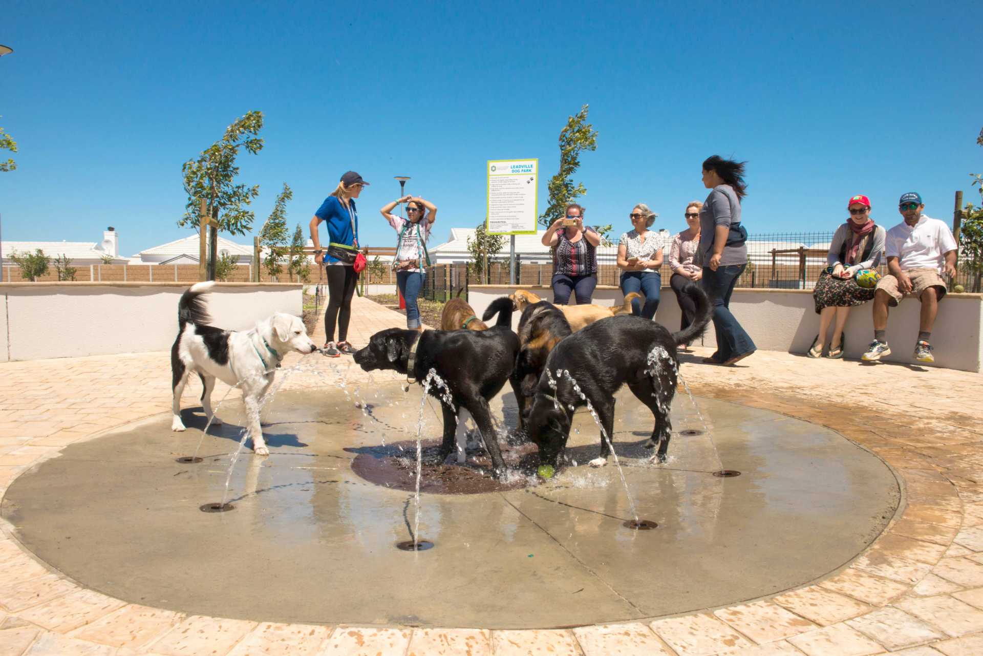 Leadville Dog Park (Sunninghill)
