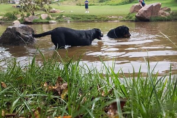 Waterkloof Dog Park