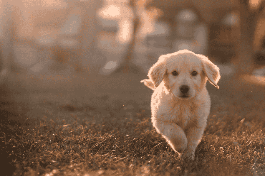 geniUS Dog Park